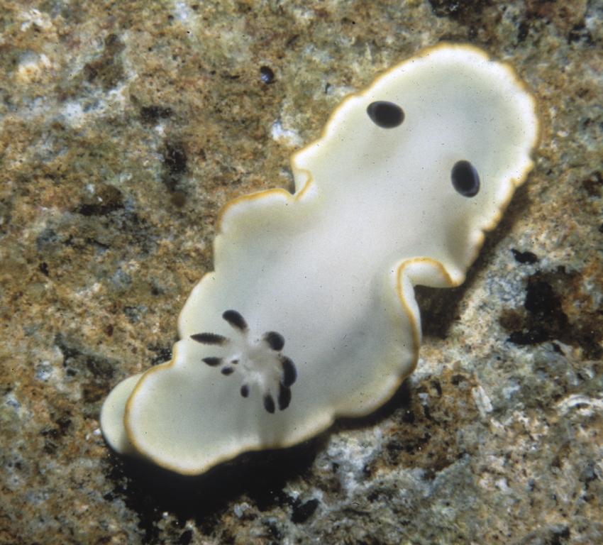 Ardeadoris scottjohnsoni